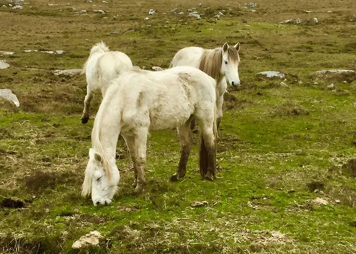 Кемпинг Earls View Caravan